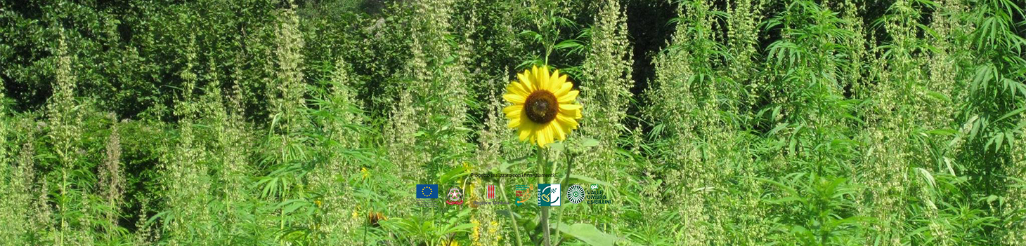 Hemp Route: The Project