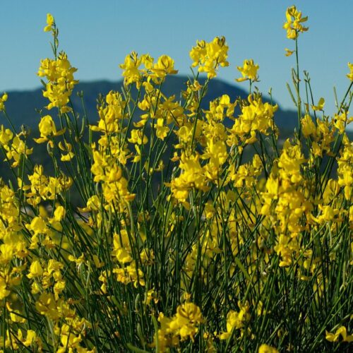 Ginestra