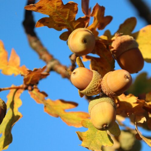Quercia