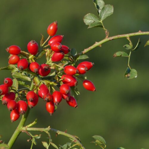 Rosa canina - Bacche