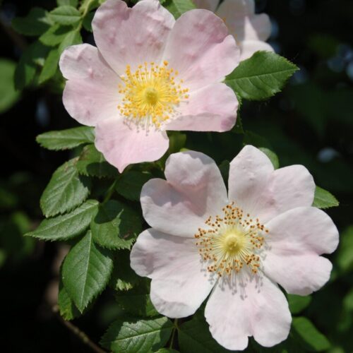 rosa canina fiori